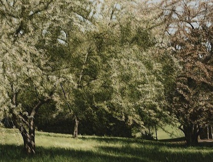 Apple Tress © Mary Baker