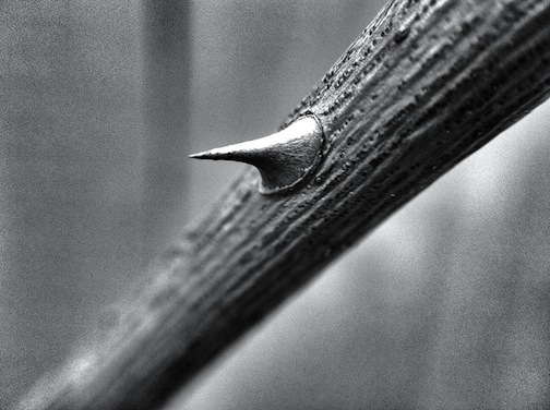 "Thorn in my side", on Flickr, Broo_am (Andy B) Creative Commons License